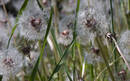  Taraxacum