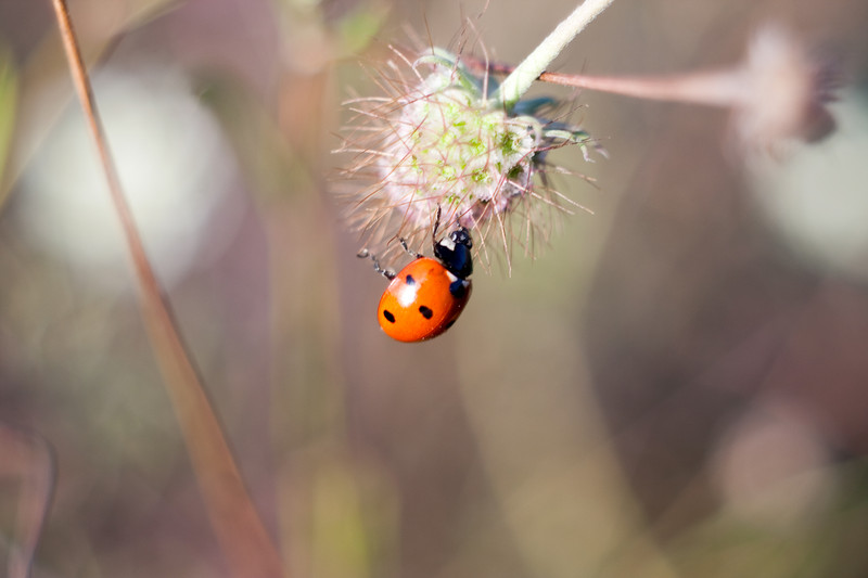 Ladybug