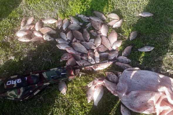 На Днепропетровщине браконьер наловил на «драк» 23 кг карасей на 130 тысяч гривен